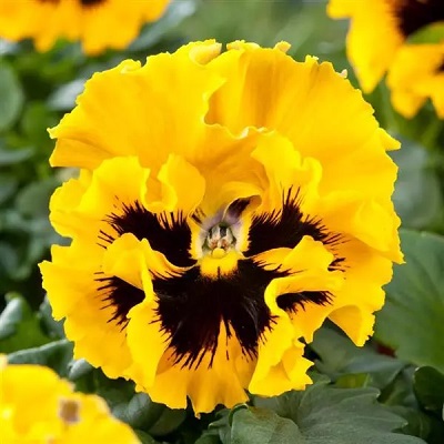 PANSY Frizzle Sizzle Yellow